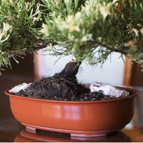 BERU Bonsai Ovalado 1