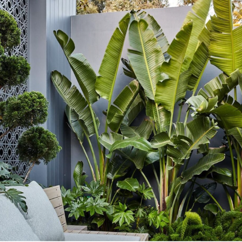 Sterlitzia Nicolai 65L