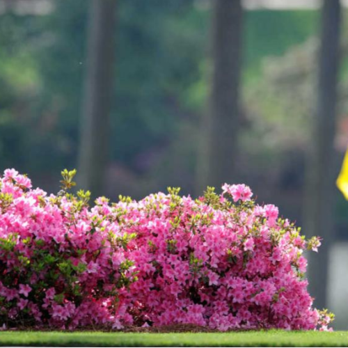 Azalea de jardin rosa 5l