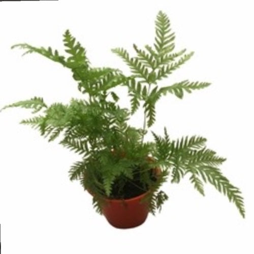 Helecho Pteris Tremula M12