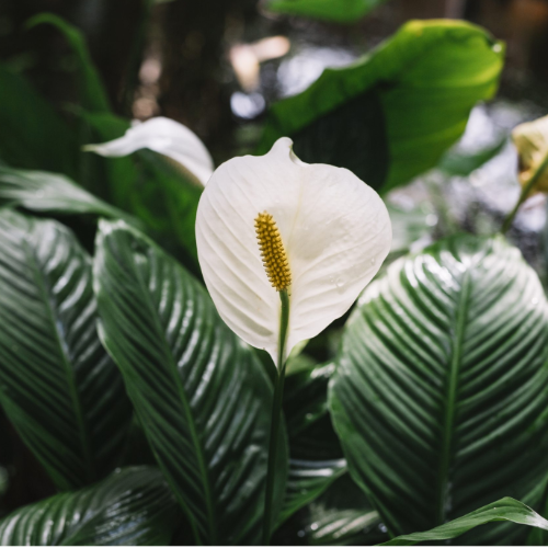 Spatyfilium Sensacion m24