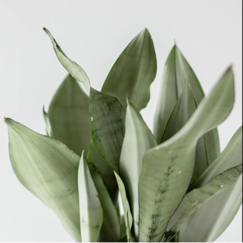 (YOS) Sansiviera Luz de Luna GRANDE