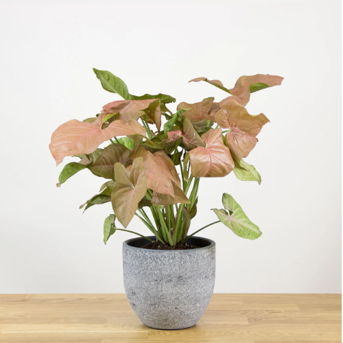 Singonium Rosado m17