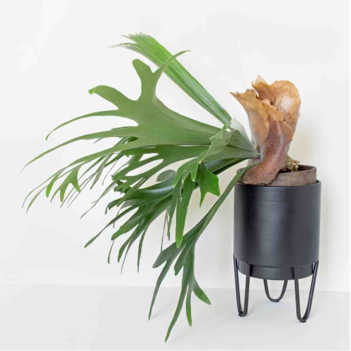 Platycerium Asta de Ciervo BOLS