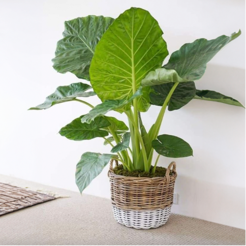 Oreja de Elefante 5L