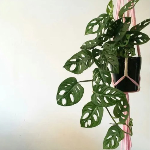 Filodendro Calado Peruviano S12