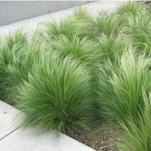 Stipa 3L