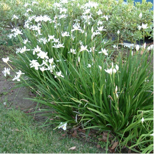 Dietes Blanco 3L