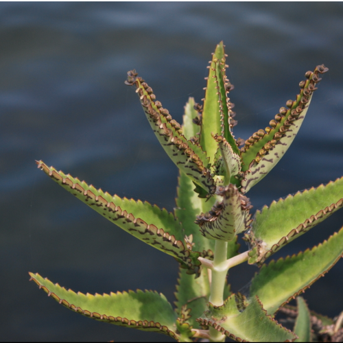 Kalanchoe Daigremontiana
