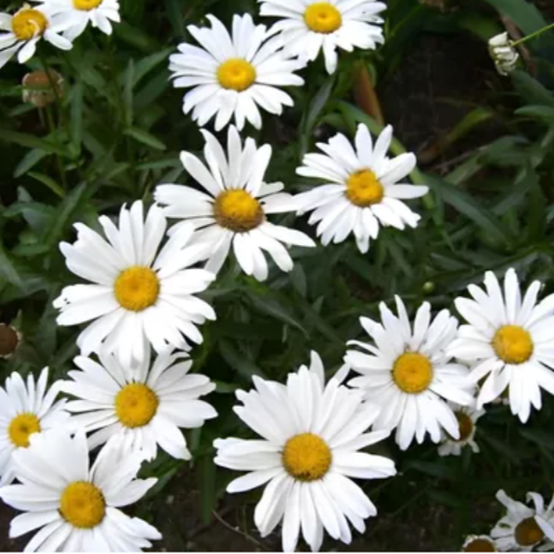 OR Margariton Plantin