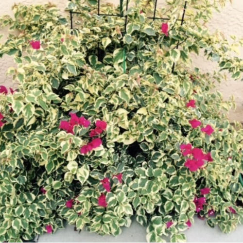 Santa Rita Variegada