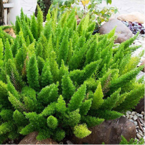 Helecho Asparragus Meyeri M15