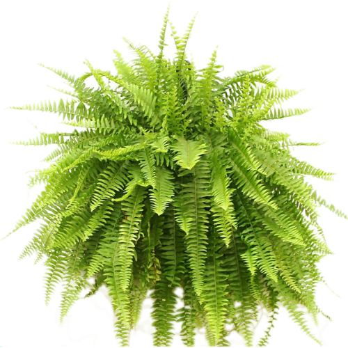 Helecho Americano B24