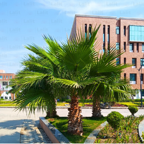 Palmera Washingtonia 4L