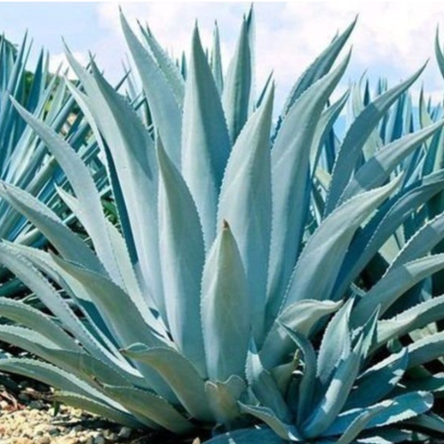 Agave Azul 3L