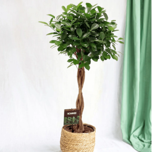 Ficus Trenzado 5L