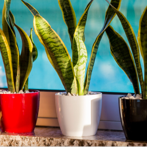 TA Premium Redonda 18