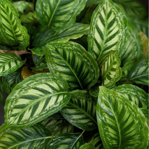 Calatea Flame Star M14