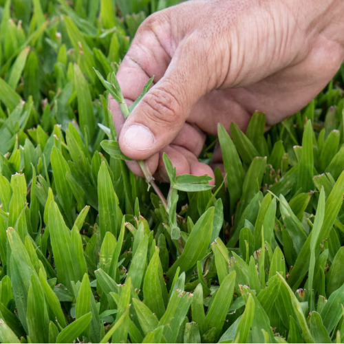 Champa GRAMA BAHIANA
