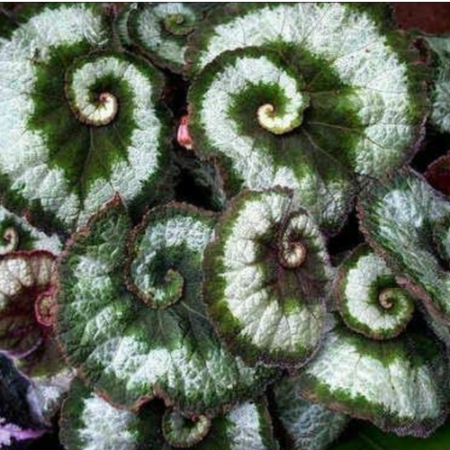 Begonia Caracol
