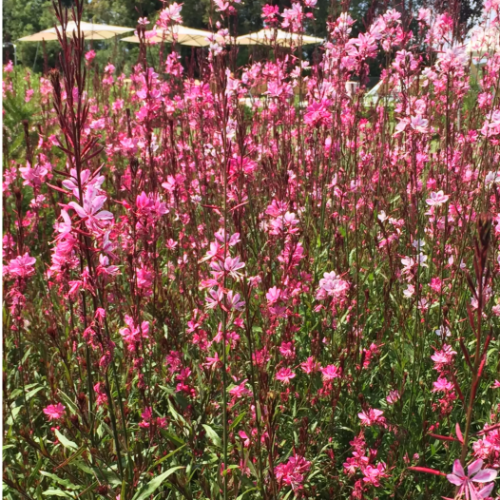 Gaura Rosada 3L