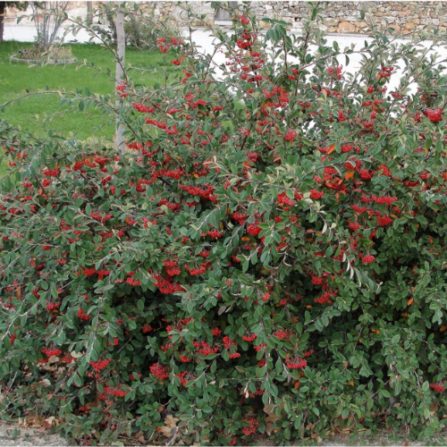 Cotoneaster Delseana 5L