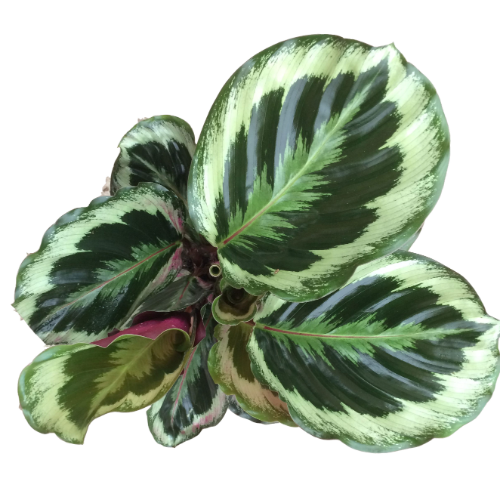 Calatea Medallion M14