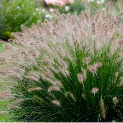Penisetum Rupelli 3L