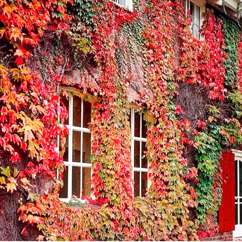 Ampelopsis falsa vid 1,40