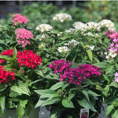 Pentas s12