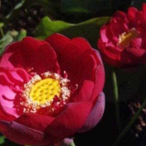 Loto Flor Roja