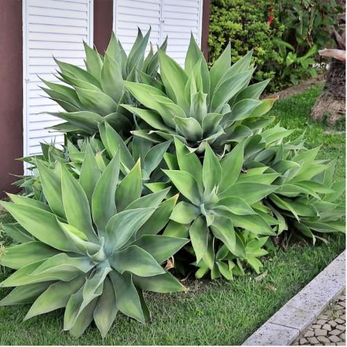 Agave Atenuata 3L