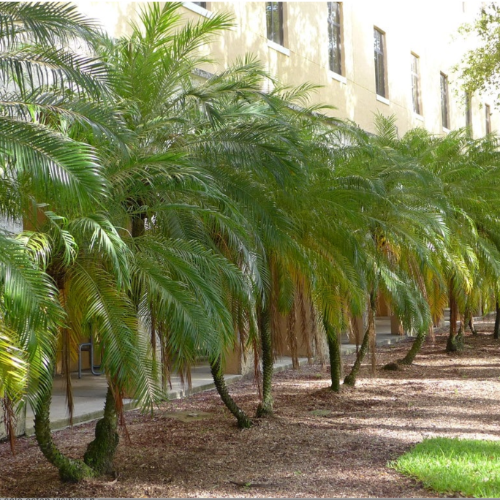 (YOS) Fenix Robelini 15L