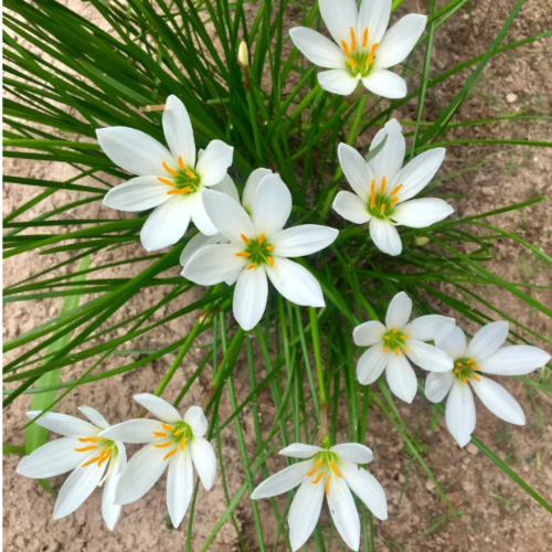 Zefirante Lirio de Lluvia 3 lts