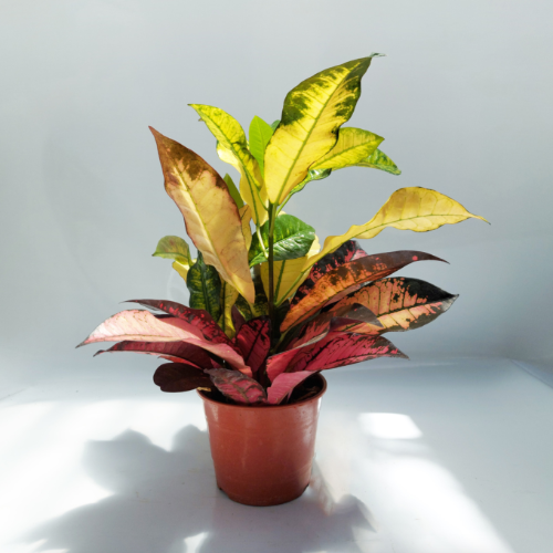 Croton Monalisa M15