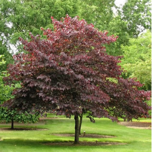 Prunus Pizardi ARBOL