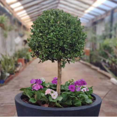 Buxus topiario 10L