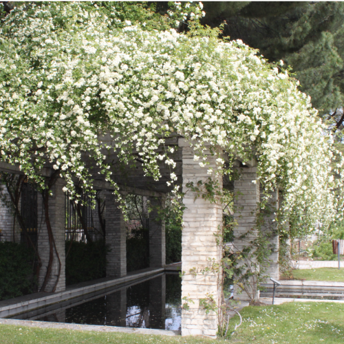 Rosa Banksiana 3L