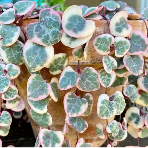 Ceropegia Variegada