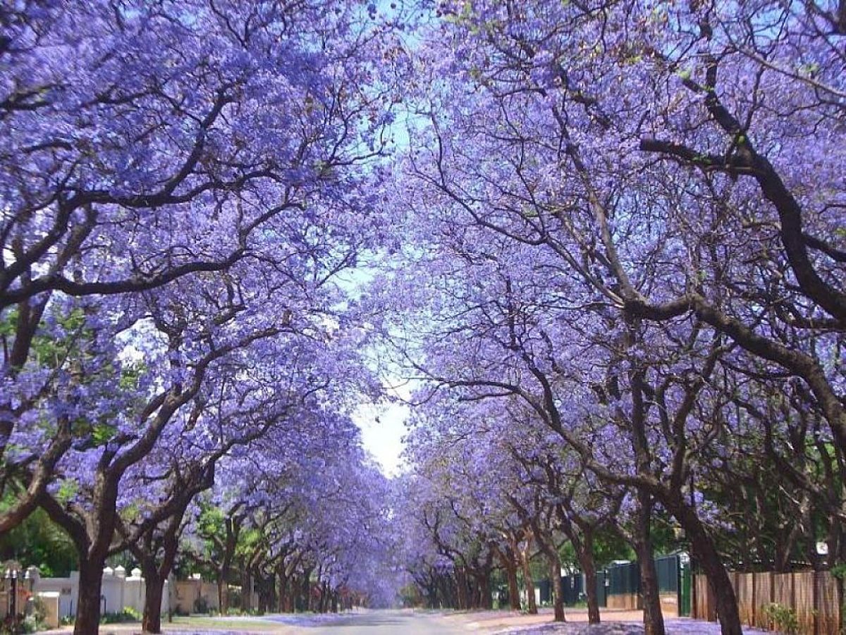 Arboles