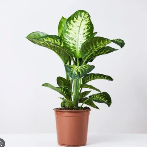 Tropic M19