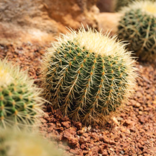 Cactus Grusoni M45