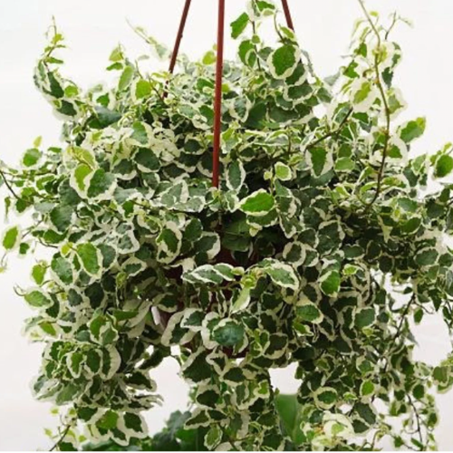 Ficus Pumila Enamorada del Muro Matizada S12