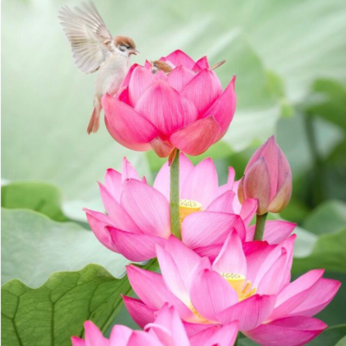 Loto Flor Gigante