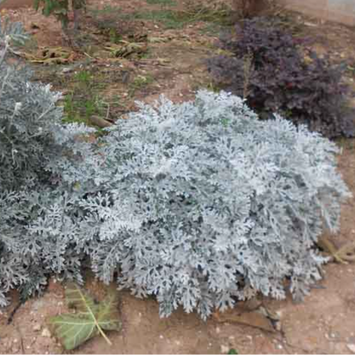 OR Cineraria Maritima