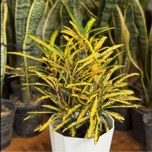 Croton Fideo M14