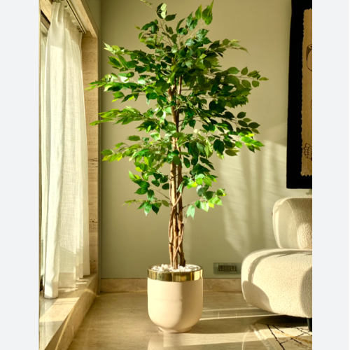Ficus 8L