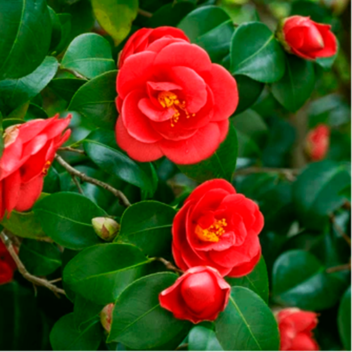 Camelia 3L