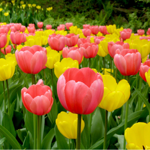 Tulipan