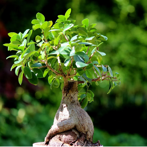 Ficus Ginseng CH